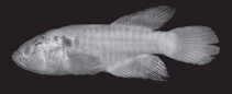 Image of Cynolebias parnaibensis 