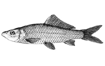 Image of Cyprinus yunnanensis 