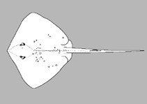 Image of Hemitrygon sinensis (Chinese stingray)