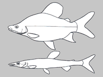 Image of Distichodus langi 