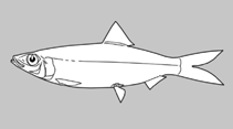 Image of Dussumieria albulina (Lancer rainbow sardine)