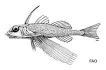 Image of Dactyloptena tiltoni (Plain helmet gurnard)