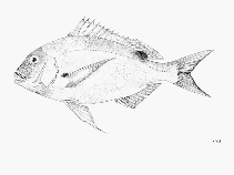 Image of Dentex canariensis (Canary dentex)