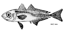 Image of Decapterus punctatus (Round scad)