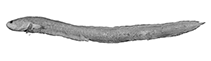 Image of Dipulus caecus (Orange eelpout)