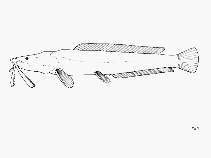 Image of Bathyclarias filicibarbis 