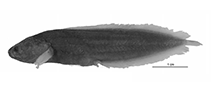 Image of Diancistrus jeffjohnsoni (Johnson\