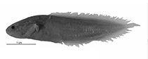 Image of Diancistrus machidai (Machida\