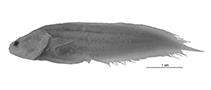 Image of Diancistrus mennei (Menne\