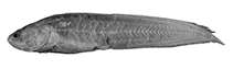 Image of Didymothallus mizolepis (Smalleye cusk)