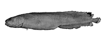 Image of Dipulus norfolkanus 