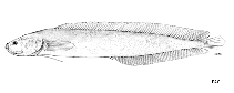 Image of Dipulus norfolkanus 