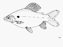 Image of Distichodus petersii 