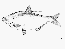 Image of Dorosoma chavesi (Nicaragua gizzard shad)