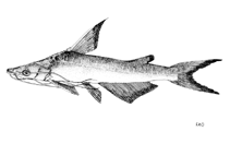 Image of Doiichthys novaeguineae (Spoon-snouted catfish)