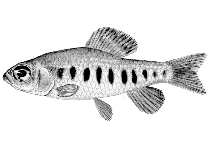 Image of Dundocharax bidentatus 