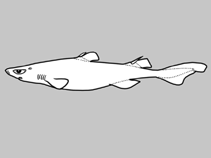 Image of Etmopterus samadiae (Papuan lanternshark)