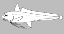 Image of Euclichthys robertsi 