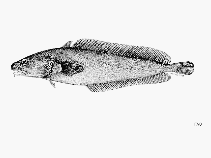 Image of Eeyorius hutchinsi (Tasmanian codling)