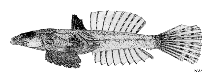 Image of Eleutherochir opercularis (Flap-gilled dragonet)