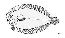 Image of Engyprosopon mogkii 