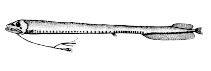 Image of Eustomias fissibarbis 