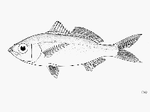 Image of Eucinostomus gracilis (Graceful mojarra)