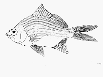 Image of Eugerres lineatus (Streaked mojarra)