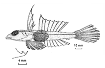 Image of Foetorepus paxtoni (Paxton’s dragonet)