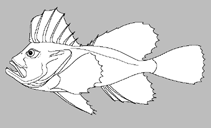 Image of Gnathanacanthus goetzeei (Red velvetfish)