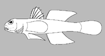 Image of Oxyurichthys guibei 