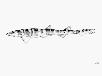 Image of Figaro boardmani (Sawtail catshark)