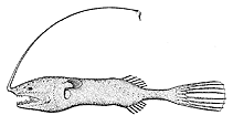 Image of Gigantactis gracilicauda 