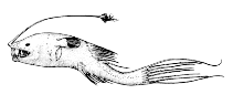 Image of Gigantactis longicirra 