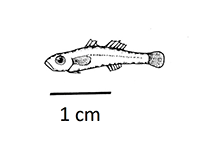 Image of Gobiopterus mindanensis (Mindanao glassgoby)