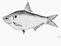 Image of Gonialosa modesta (Burmese river gizzard shad)