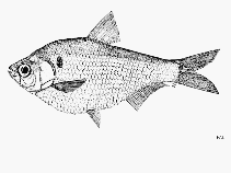 Image of Gonialosa whiteheadi (Southern Burmese river gizzard shad)