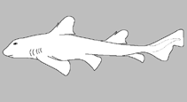 Image of Heterodontus marshallae (Painted hornshark)