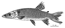 Image of Hepsetus microlepis 