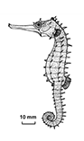 Image of Hippocampus curvicuspis (New Caledonian thorny seahorse)