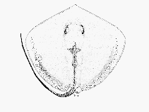 Image of Pateobatis jenkinsii (Jenkins whipray)