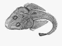 Image of Hoplichthys haswelli (Armoured flathead)