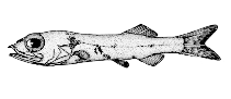 Image of Holtbyrnia macrops (Bigeye searsid)