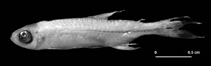 Image of Hyphessobrycon diancistrus 