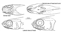 Image of Hymenogadus gracilis (Slender membranehead)