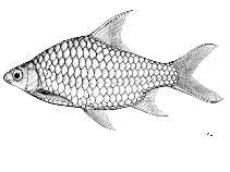 Image of Hypsibarbus suvattii 