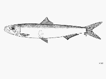 Image of Hyperlophus translucidus (Glassy sprat)