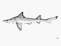 Image of Iago omanensis (Bigeye houndshark)