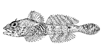 Image of Icelinus burchami (Dusky sculpin)