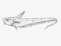 Image of Kuronezumia leonis (Snubnose whiptail)